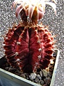 Нажмите на изображение для увеличения.

Название:	Gymnocalycium_anisitsii2.jpg
Просмотров:	229
Размер:	95.1 Кб
ID:	323194