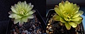 Нажмите на изображение для увеличения.

Название:	Gymnocalycium_andreae.jpg
Просмотров:	265
Размер:	75.2 Кб
ID:	323196