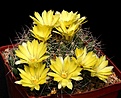 Нажмите на изображение для увеличения.

Название:	Mammillaria_longimamma_IMG_3339.jpg
Просмотров:	149
Размер:	107.2 Кб
ID:	323200