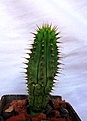 Нажмите на изображение для увеличения.

Название:	Hoodia parviflora_2y_4.12.JPG
Просмотров:	216
Размер:	83.1 Кб
ID:	323235