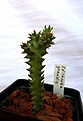 Нажмите на изображение для увеличения.

Название:	Edithcolea grandis_1.5y_4.12.JPG
Просмотров:	208
Размер:	71.3 Кб
ID:	323236