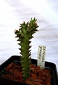 Нажмите на изображение для увеличения.

Название:	Edithcolea grandis_1.5y_4.12.JPG
Просмотров:	190
Размер:	71.3 Кб
ID:	323236