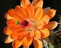 Нажмите на изображение для увеличения.

Название:	Echinocereus_cf_scheeri_IMG_2366.jpg
Просмотров:	150
Размер:	135.1 Кб
ID:	323263
