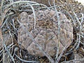 Нажмите на изображение для увеличения.

Название:	photo of gymnocalycium esperanzae fromFernando Niedere .jpg
Просмотров:	266
Размер:	153.9 Кб
ID:	323351