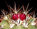 Нажмите на изображение для увеличения.

Название:	Copiapoa_serpentisulcata_IMG_3436.jpg
Просмотров:	135
Размер:	147.6 Кб
ID:	323432