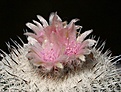 Нажмите на изображение для увеличения.

Название:	Epithelantha_micromeris_ssp_unguispina_IMG_3457.jpg
Просмотров:	126
Размер:	165.6 Кб
ID:	323433