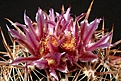 Нажмите на изображение для увеличения.

Название:	Ferocactus_fordii_IMG_3489.jpg
Просмотров:	144
Размер:	160.0 Кб
ID:	323434