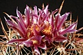 Нажмите на изображение для увеличения.

Название:	Ferocactus_fordii_IMG_3489.jpg
Просмотров:	129
Размер:	160.0 Кб
ID:	323434