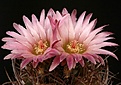 Нажмите на изображение для увеличения.

Название:	EriosyceNeochilenia_aff_taltalensis_IMG_3567.jpg
Просмотров:	137
Размер:	136.0 Кб
ID:	323439