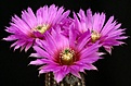 Нажмите на изображение для увеличения.

Название:	Echinocereus_baileyi_v_brunispinus_IMG_3580.jpg
Просмотров:	137
Размер:	131.4 Кб
ID:	323440