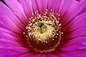 Нажмите на изображение для увеличения.

Название:	Echinocereus_baileyi_v_brunispinus_IMG_3591.jpg
Просмотров:	123
Размер:	147.2 Кб
ID:	323441