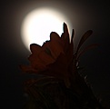 Нажмите на изображение для увеличения.

Название:	DSC00744.JPG
Просмотров:	153
Размер:	77.0 Кб
ID:	323444