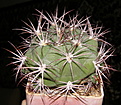 Нажмите на изображение для увеличения.

Название:	Gymnocalycium_pflanzii_marquesii_274_2.JPG
Просмотров:	282
Размер:	235.8 Кб
ID:	323564