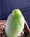 Нажмите на изображение для увеличения.

Название:	Trichocereus bridgesii f.monstrosa inermis_5.12.JPG
Просмотров:	146
Размер:	92.5 Кб
ID:	323582