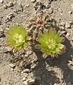Нажмите на изображение для увеличения.

Название:	EchinocereusviridiflorusCO.jpg
Просмотров:	191
Размер:	113.4 Кб
ID:	323591
