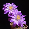 Нажмите на изображение для увеличения.

Название:	DSC00813.JPG
Просмотров:	155
Размер:	169.8 Кб
ID:	323605