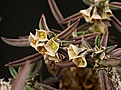 Нажмите на изображение для увеличения.

Название:	Euphorbia_cylindrifolia_ssp_tuberifera_IMG_3992.jpg
Просмотров:	188
Размер:	106.2 Кб
ID:	323611