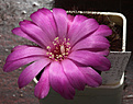 Нажмите на изображение для увеличения.

Название:	IMG_6321.jpg
Просмотров:	158
Размер:	194.0 Кб
ID:	323662