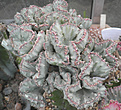 Нажмите на изображение для увеличения.

Название:	Kr_Euphorbia_P5140181.jpg
Просмотров:	242
Размер:	56.3 Кб
ID:	323728