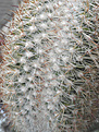 Нажмите на изображение для увеличения.

Название:	Kr_Stenocactus_P5140020.jpg
Просмотров:	254
Размер:	100.9 Кб
ID:	323730