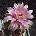 Нажмите на изображение для увеличения.

Название:	Gymnocalycium_friedrichii.jpg
Просмотров:	215
Размер:	84.4 Кб
ID:	323737