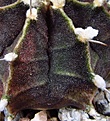 Нажмите на изображение для увеличения.

Название:	Gymnocalycium_friedrichii2.jpg
Просмотров:	246
Размер:	120.7 Кб
ID:	323739