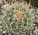 Нажмите на изображение для увеличения.

Название:	s029_stenocactus_P5140156.jpg
Просмотров:	227
Размер:	101.0 Кб
ID:	323753