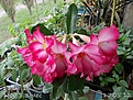 Нажмите на изображение для увеличения.

Название:	DSCN1102-17.05.12.jpg
Просмотров:	227
Размер:	163.3 Кб
ID:	323803
