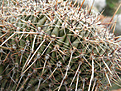 Нажмите на изображение для увеличения.

Название:	s007_echinopsis.jpg
Просмотров:	184
Размер:	114.7 Кб
ID:	323901