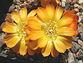 Нажмите на изображение для увеличения.

Название:	d006_tuberculato_chrysantha.jpg
Просмотров:	180
Размер:	78.2 Кб
ID:	323962