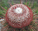 Нажмите на изображение для увеличения.

Название:	s033_melocactus.jpg
Просмотров:	191
Размер:	109.5 Кб
ID:	323975