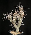 Нажмите на изображение для увеличения.

Название:	Tephrocactus_articulatus_IMG_7637.jpg
Просмотров:	190
Размер:	132.5 Кб
ID:	323990
