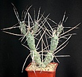 Нажмите на изображение для увеличения.

Название:	Tephrocactus_articulatus_IMG_7642.jpg
Просмотров:	186
Размер:	144.5 Кб
ID:	323991