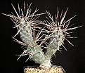Нажмите на изображение для увеличения.

Название:	Tephrocactus_articulatus_IMG_7663.jpg
Просмотров:	197
Размер:	138.2 Кб
ID:	323992