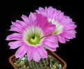 Нажмите на изображение для увеличения.

Название:	Echinocereus_fobeanus_HK303_2.jpg
Просмотров:	147
Размер:	142.4 Кб
ID:	323995