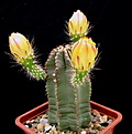 Нажмите на изображение для увеличения.

Название:	Echinocereus_subinermis.jpg
Просмотров:	150
Размер:	116.4 Кб
ID:	323996