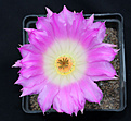 Нажмите на изображение для увеличения.

Название:	anthus_Echinocereus_rigidissimus.jpg
Просмотров:	132
Размер:	106.0 Кб
ID:	324035