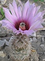 Нажмите на изображение для увеличения.

Название:	Echinocereusfitchii.jpg
Просмотров:	187
Размер:	76.1 Кб
ID:	324045