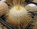 Нажмите на изображение для увеличения.

Название:	Mammillaria dixanthocentron P325.jpg
Просмотров:	178
Размер:	100.5 Кб
ID:	324056