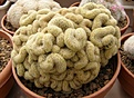Нажмите на изображение для увеличения.

Название:	Mammillaria elongata.jpg
Просмотров:	176
Размер:	84.0 Кб
ID:	324057