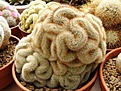 Нажмите на изображение для увеличения.

Название:	Mammillaria haageana.jpg
Просмотров:	177
Размер:	88.3 Кб
ID:	324058