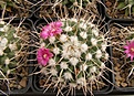 Нажмите на изображение для увеличения.

Название:	Mammillaria magnimamma.jpg
Просмотров:	172
Размер:	105.4 Кб
ID:	324059