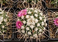 Нажмите на изображение для увеличения.

Название:	Mammillaria magnimamma.jpg
Просмотров:	154
Размер:	105.4 Кб
ID:	324059