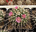 Нажмите на изображение для увеличения.

Название:	Mammillaria magnimamma.jpg
Просмотров:	189
Размер:	84.9 Кб
ID:	324060