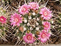 Нажмите на изображение для увеличения.

Название:	Mammillaria magnimamma.jpg
Просмотров:	161
Размер:	97.7 Кб
ID:	324061