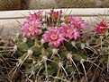 Нажмите на изображение для увеличения.

Название:	Mammillaria magnimamma.jpg
Просмотров:	163
Размер:	78.0 Кб
ID:	324062