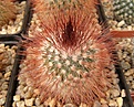 Нажмите на изображение для увеличения.

Название:	Mammillaria spinosissima SuperRed.jpg
Просмотров:	164
Размер:	93.5 Кб
ID:	324063