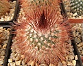 Нажмите на изображение для увеличения.

Название:	Mammillaria spinosissima SuperRed.jpg
Просмотров:	146
Размер:	93.5 Кб
ID:	324063