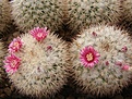 Нажмите на изображение для увеличения.

Название:	Mammillaria tayloriorum.jpg
Просмотров:	162
Размер:	94.8 Кб
ID:	324064