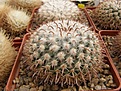 Нажмите на изображение для увеличения.

Название:	Mammillaria uncinata.jpg
Просмотров:	163
Размер:	103.1 Кб
ID:	324065